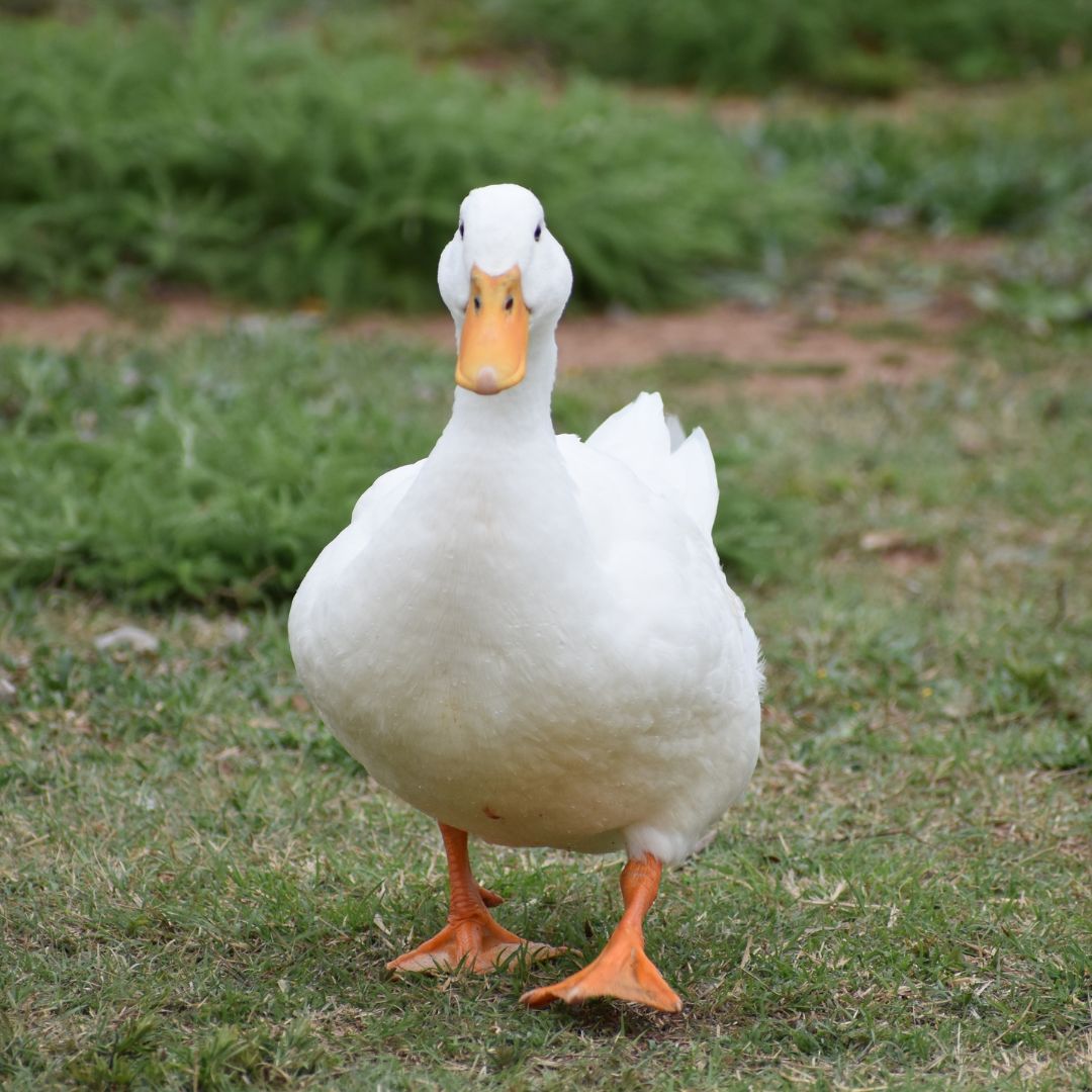 Kachny