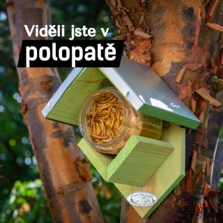 Jak se správně starat o krmítka a jaká je vhodná strava pro ptáčky u vás na zahradě? 🐦‍⬛ I o tom mluvila v dnešním dílu...