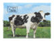 Ubrousky s krávou  (ZEE-TP182)