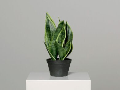 Sanseveria v černém plastovém květináči, 40cm, zelená, plast, zelená, ks  (ZDP-57204-1)