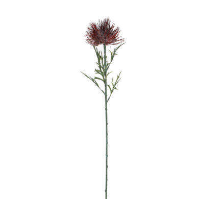 Květina Protea, červená, 71cm  (ZED-915008)