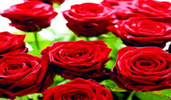 Ubrousky 3V - rudé růže 33x33cm - Popis se pipravuje - mono na dotaz