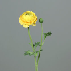 Květina Pryskyřník květ/poupě, žlutá, 50cm - Popis se připravuje - možno na dotaz