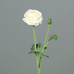 Květina Pryskyřník květ/poupě, bílá-krémová, 50cm - Popis se připravuje - možno na dotaz