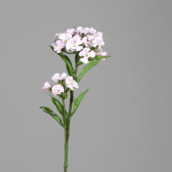 Květina Hvozdík, bílá-růžová, 60cm - Popis se připravuje - možno na dotaz