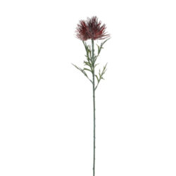 Květina Protea, červená, 71cm - Popis se pipravuje - mono na dotaz