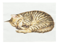 Ubrousky Kočka - Balení 20-ti ks papírových ubrousků. V hedvábném zpracování s barevným potiskem spící kočky. 3-vrstvé. Rozměr v cm (ŠxHxV): 16,5x16,5x2,3. Obsah: neuvádí se. Materiál: hedvábný papír (3 vrstvy).